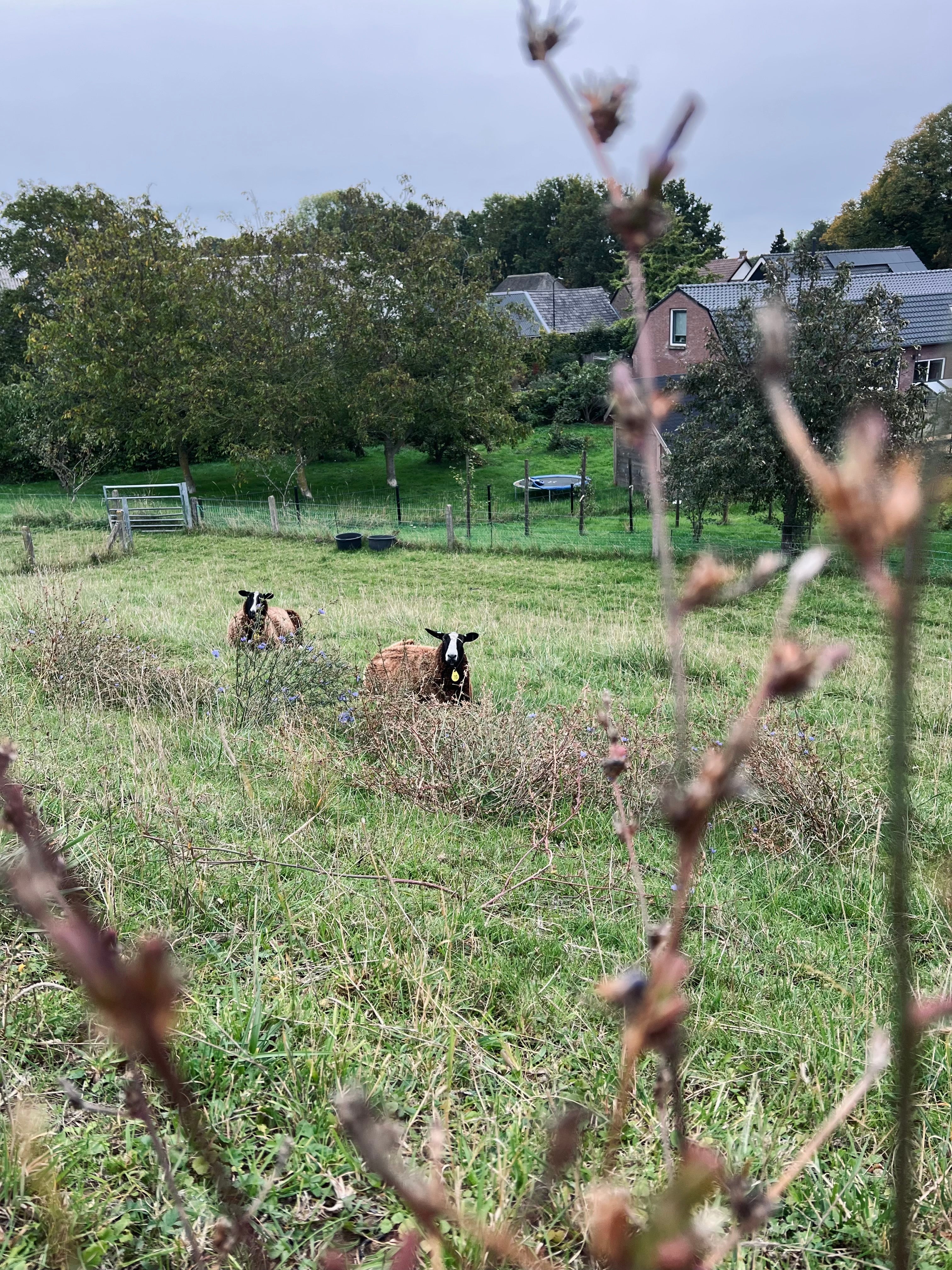 Twee bruine schapen liggen op de helling van de dijk en kijken naar de camera