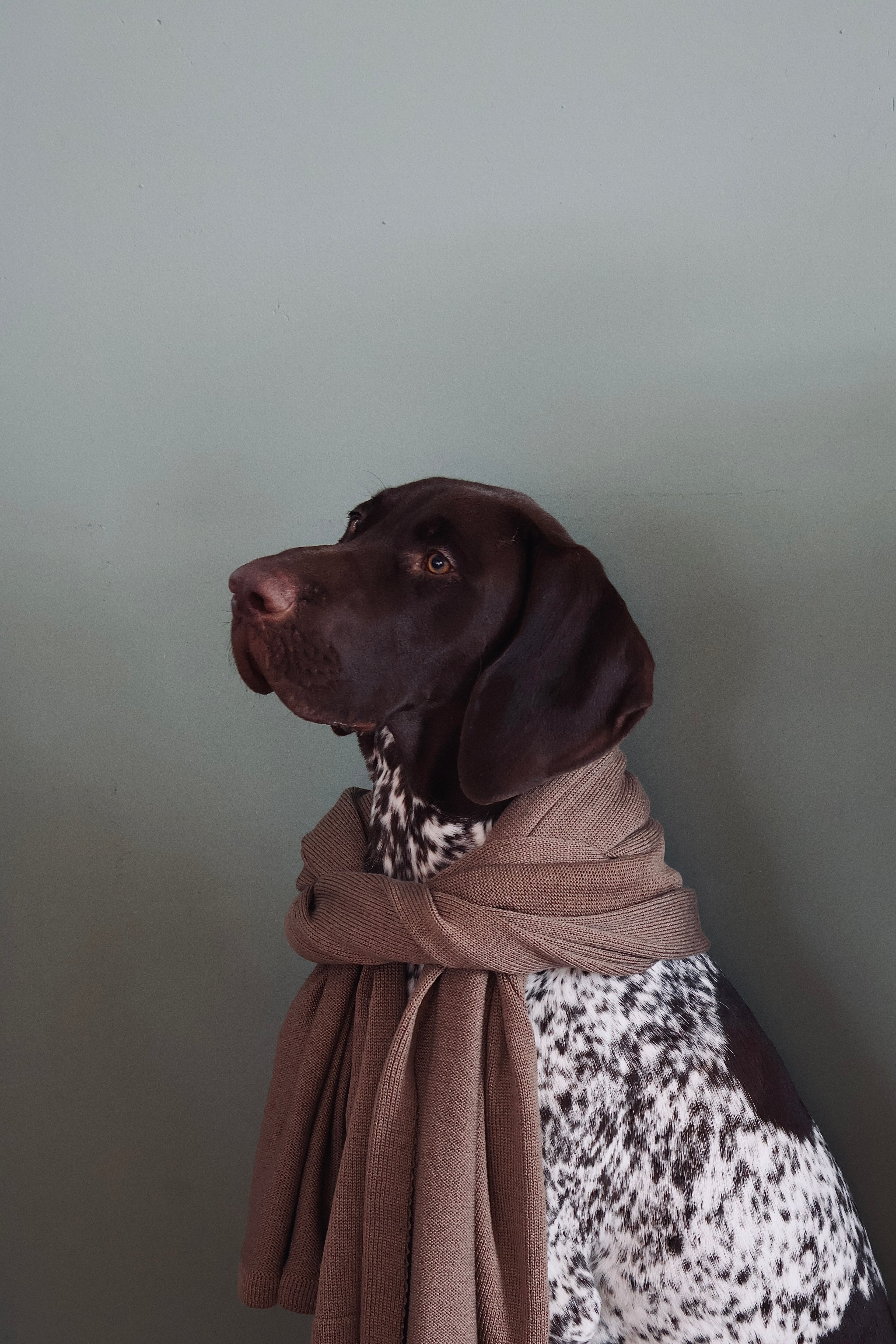 Hond met bruin hoofd, wit gevlekt lichaam draagt een kameel kleurige sjaal.